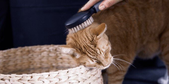 Alles over je kat Alles over je kat